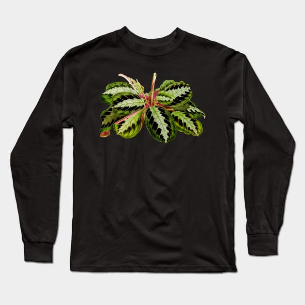 Maranta leuconeura "Silver Band" botanical illustration Long Sleeve T-Shirt by chimakingthings